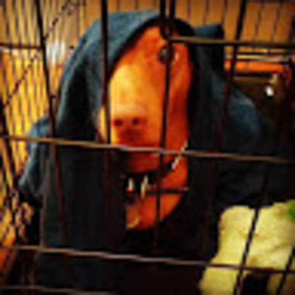 Meet your Posher, Super freddie - Picture 1 of 1